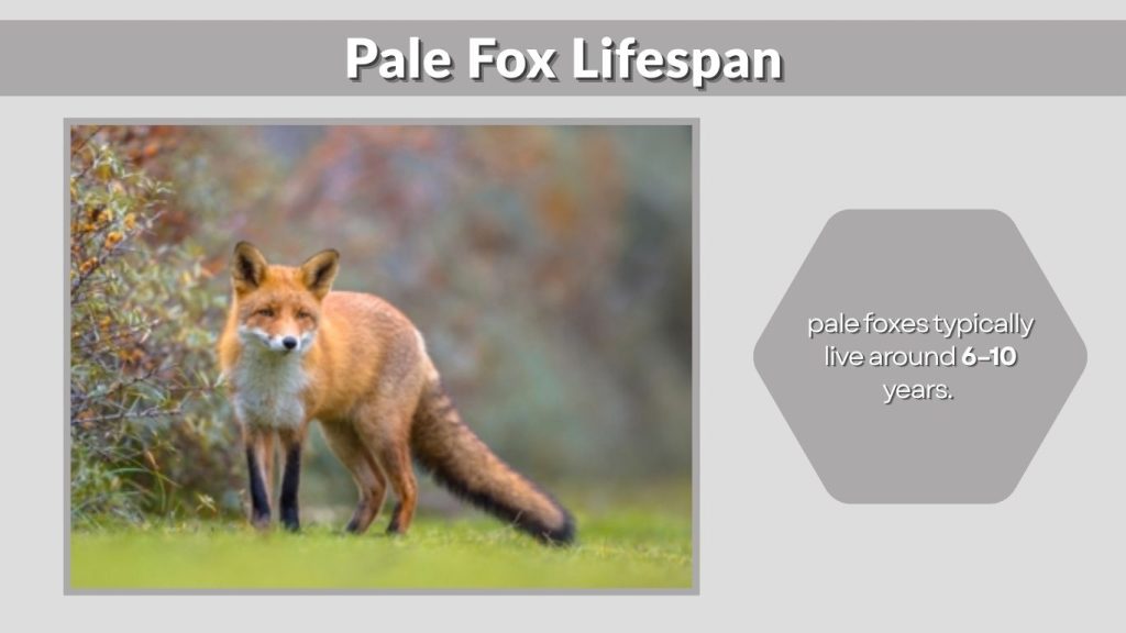 Pale Fox Lifespan