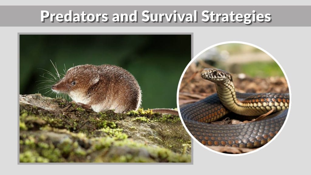 Predators and Survival Strategies