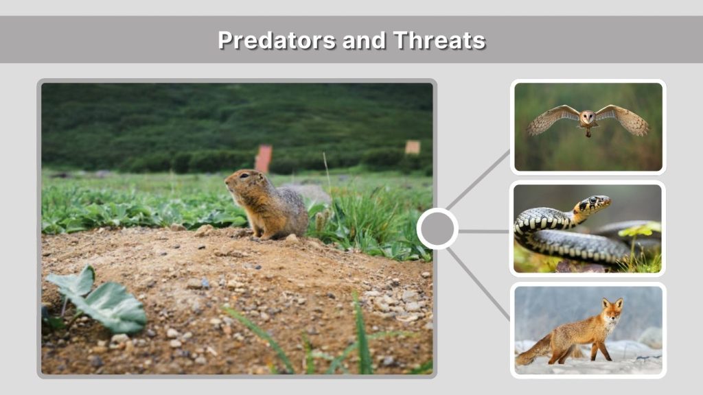 Predators and Threats