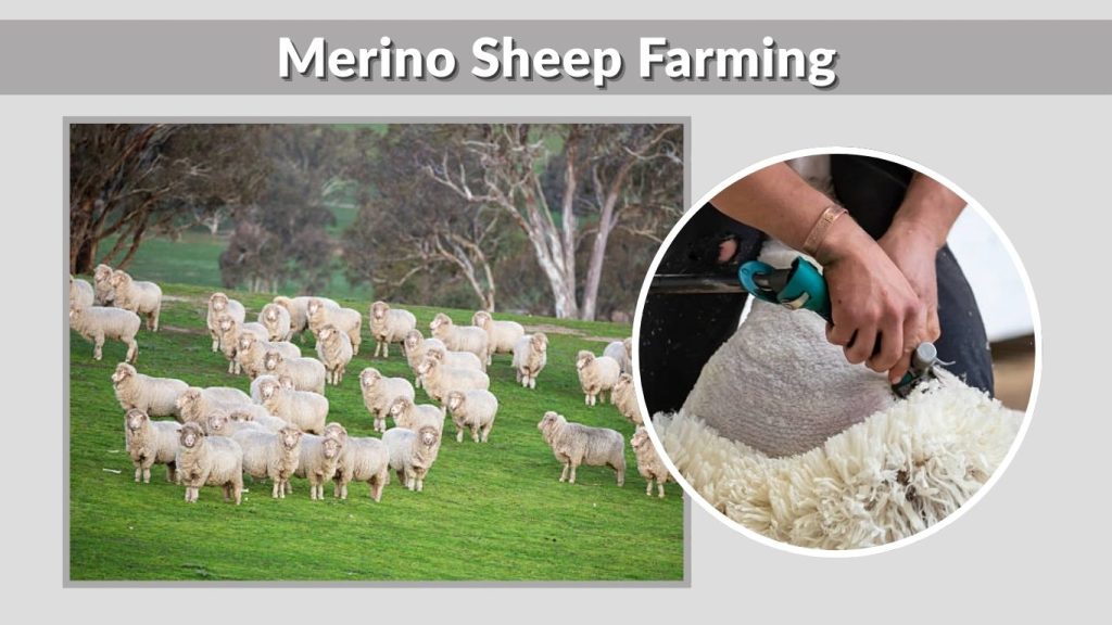 Merino Sheep Farming