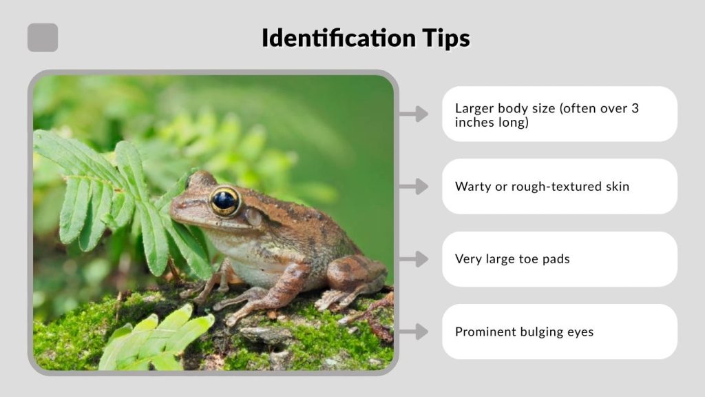 Identification Tips
