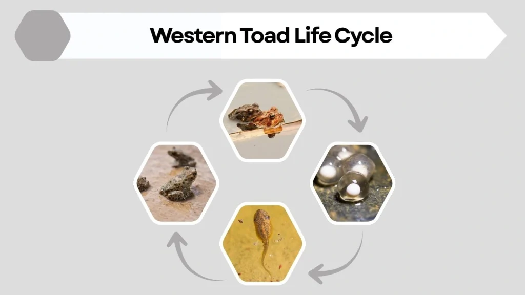 Western Toad Life Cycle