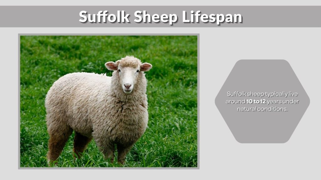 Suffolk Sheep Lifespan