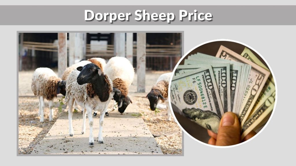 Dorper Sheep Price