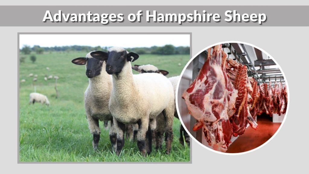 Advantages of Hampshire Sheep