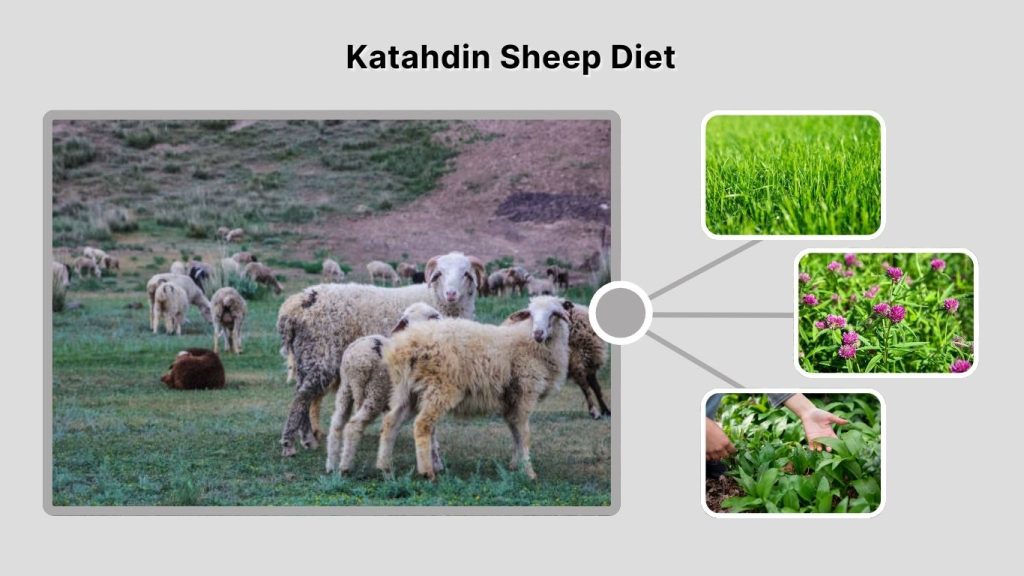 Katahdin Sheep Diet