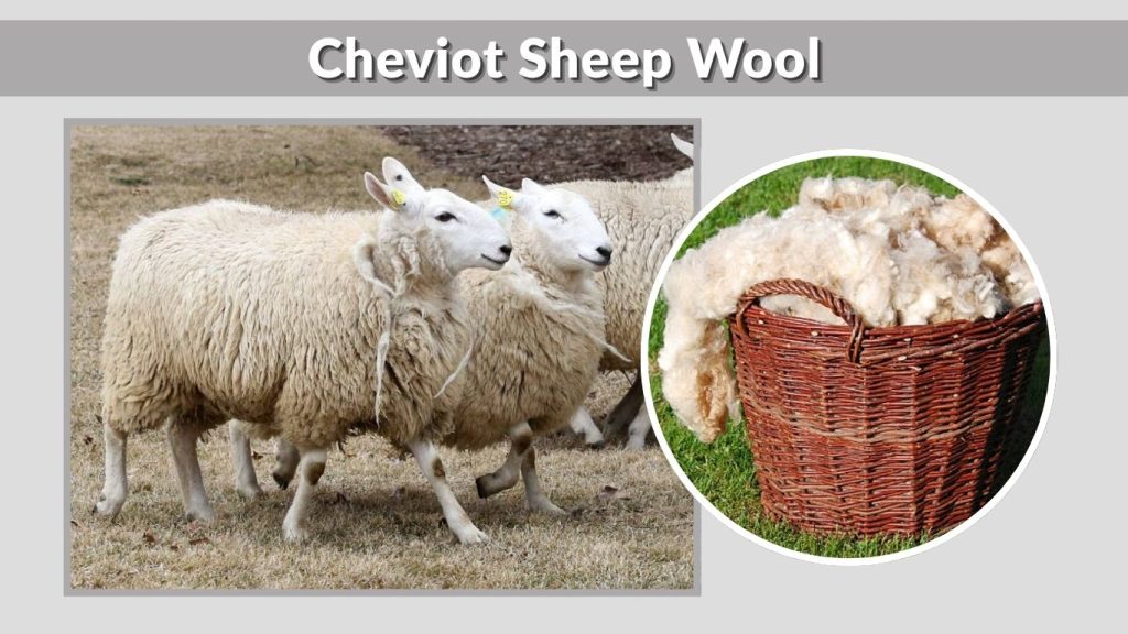 Cheviot Sheep Wool