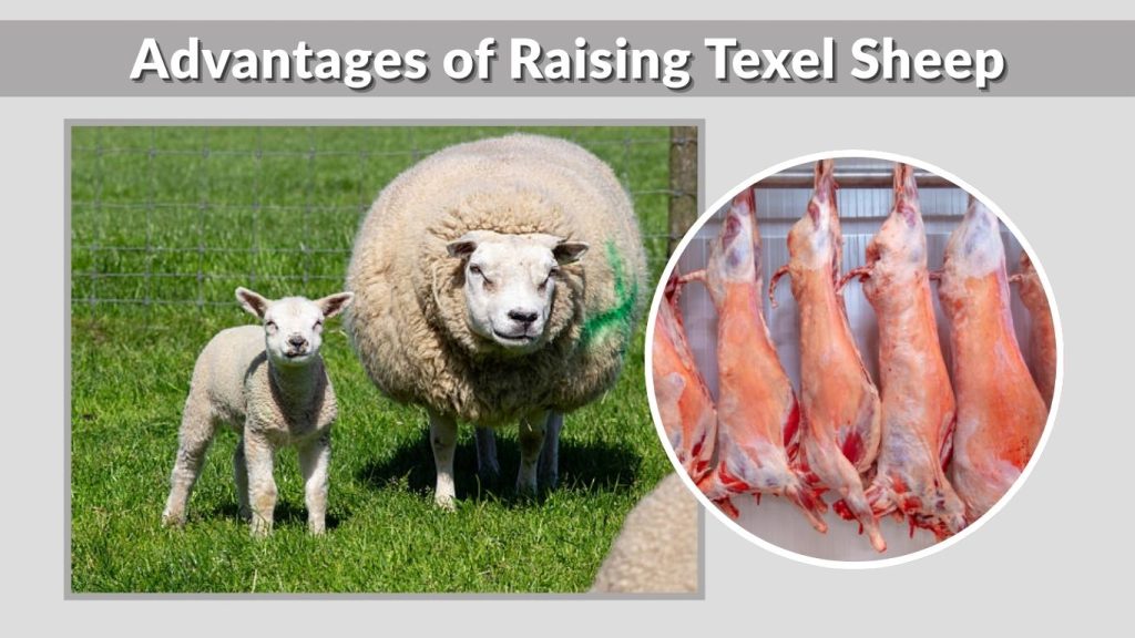 Advantages of Raising Texel Sheep