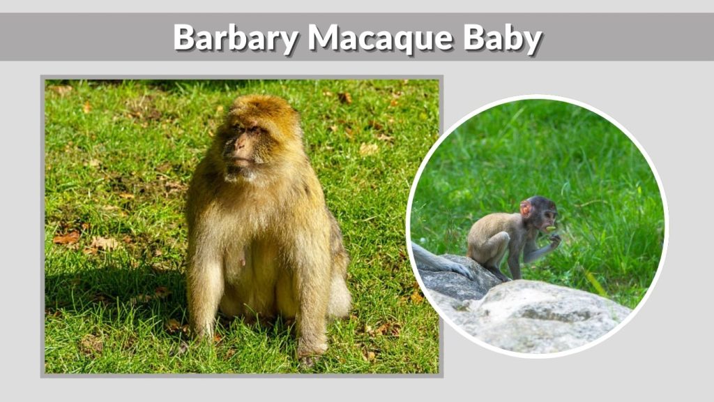 Barbary Macaque Baby