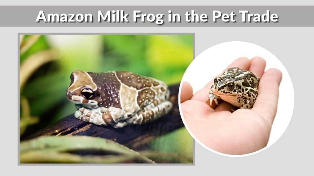 Amazon Milk Frog in the Pet Trade