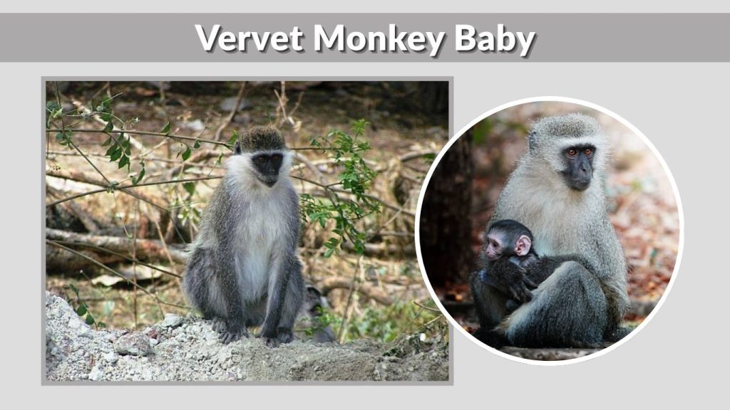 Vervet Monkey Baby