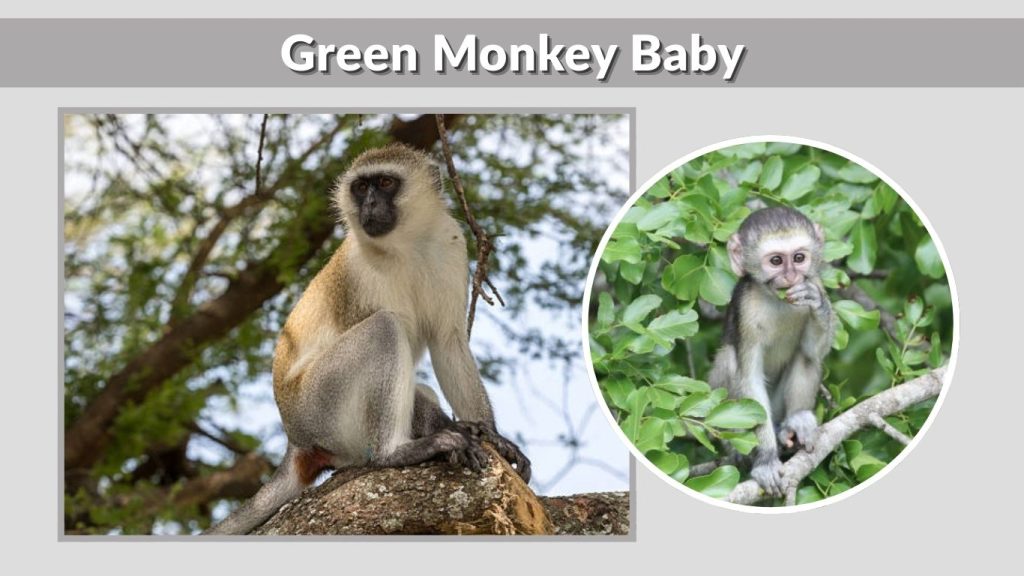 Green Monkey Baby