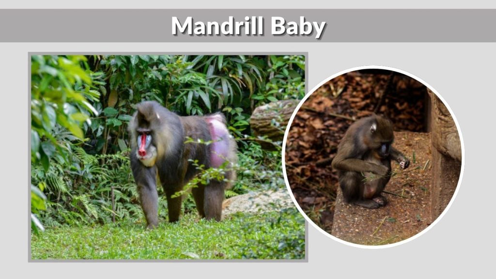 Mandrill Baby