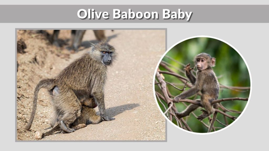 Olive Baboon Baby