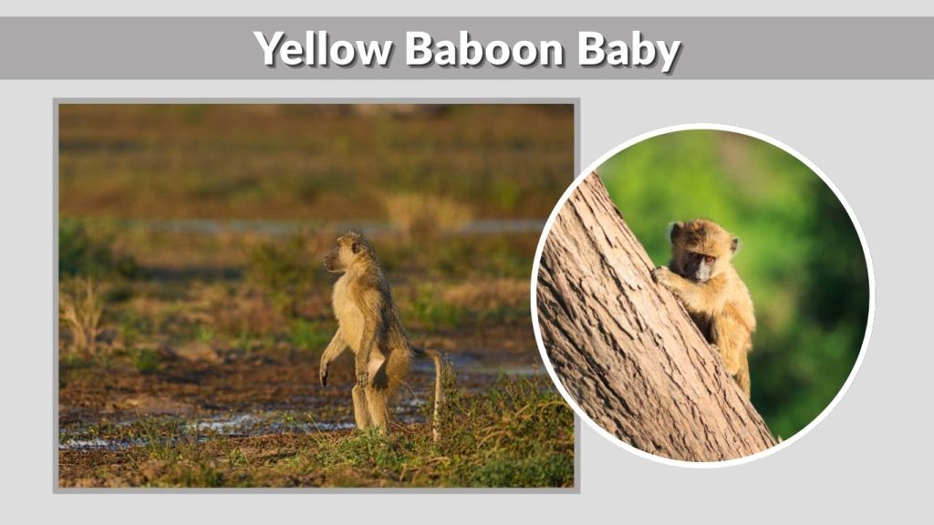 Yellow Baboon Baby