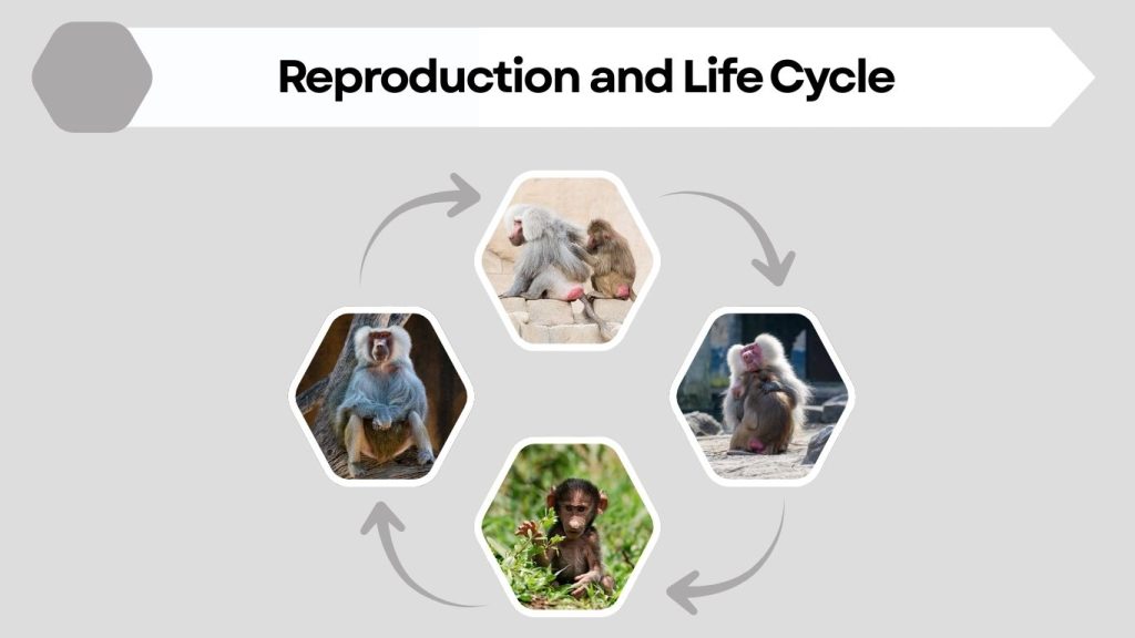Reproduction and Life Cycle