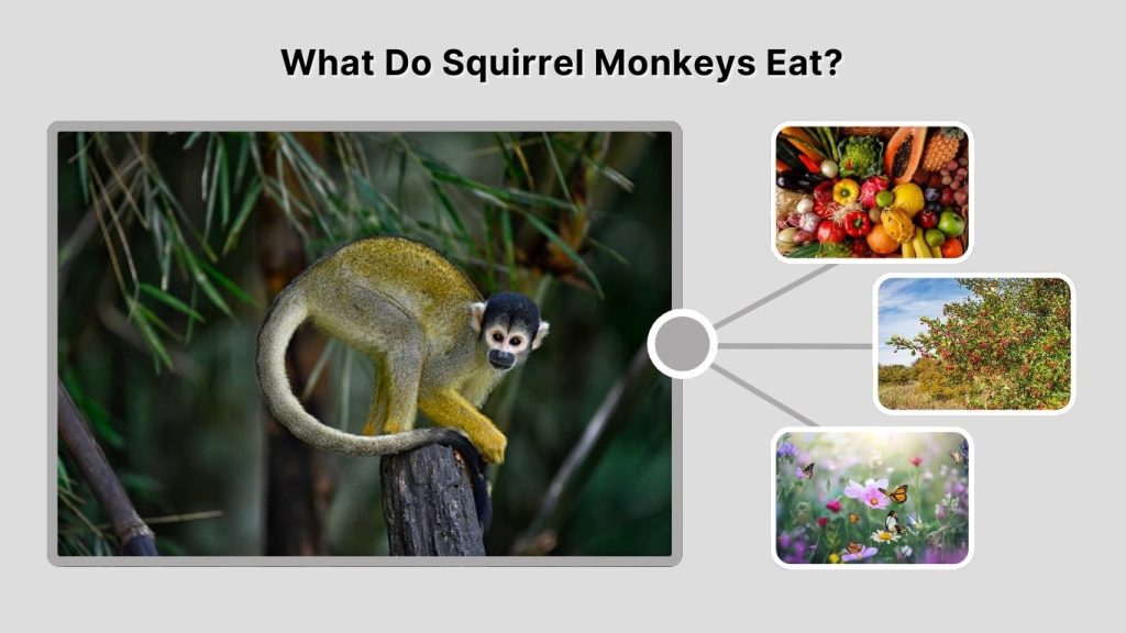 What Do Squirrel Monkeys Eat?