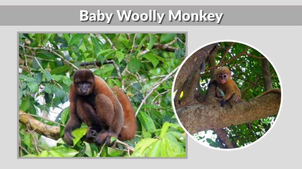 Baby Woolly Monkey