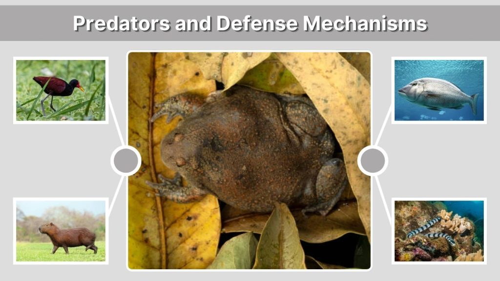 Predators and Defense Mechanisms