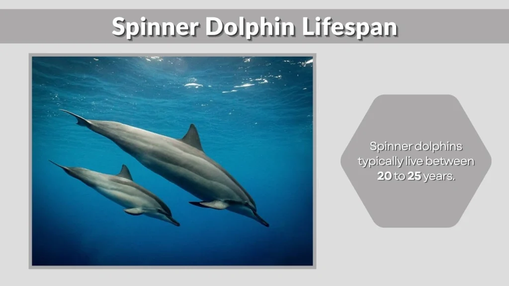 Spinner Dolphin Lifespan