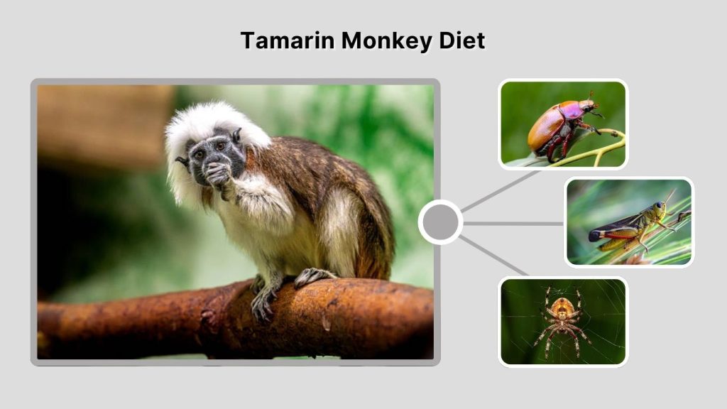 Tamarin Monkey Diet