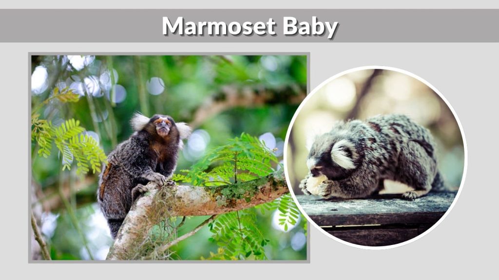 Marmoset Baby