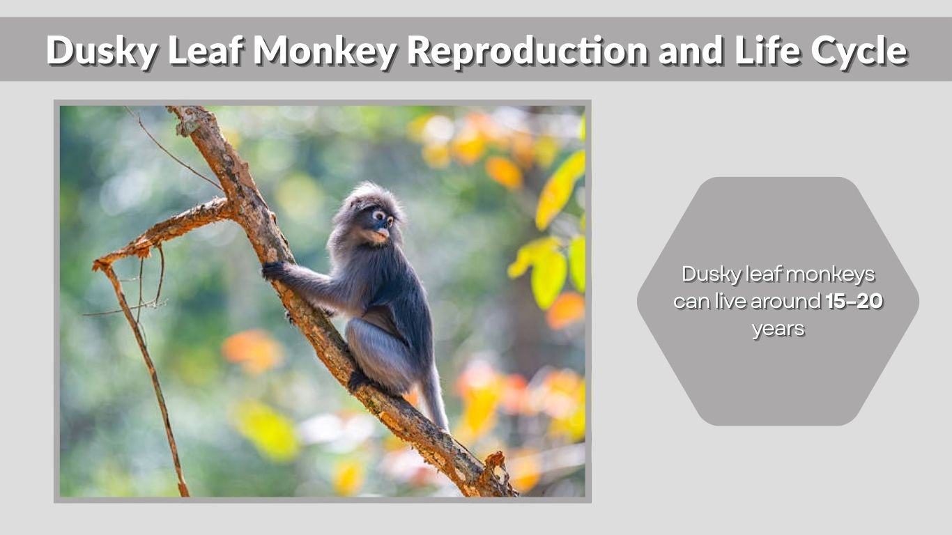 Dusky Leaf Monkey: Habitat, Diet, Behavior and Fascinating Facts