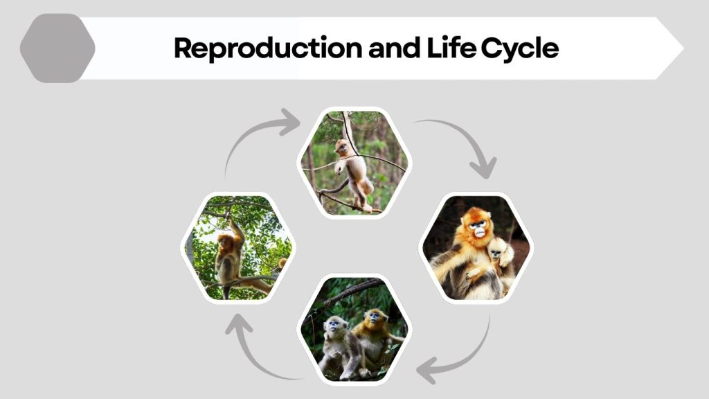Reproduction and Life Cycle