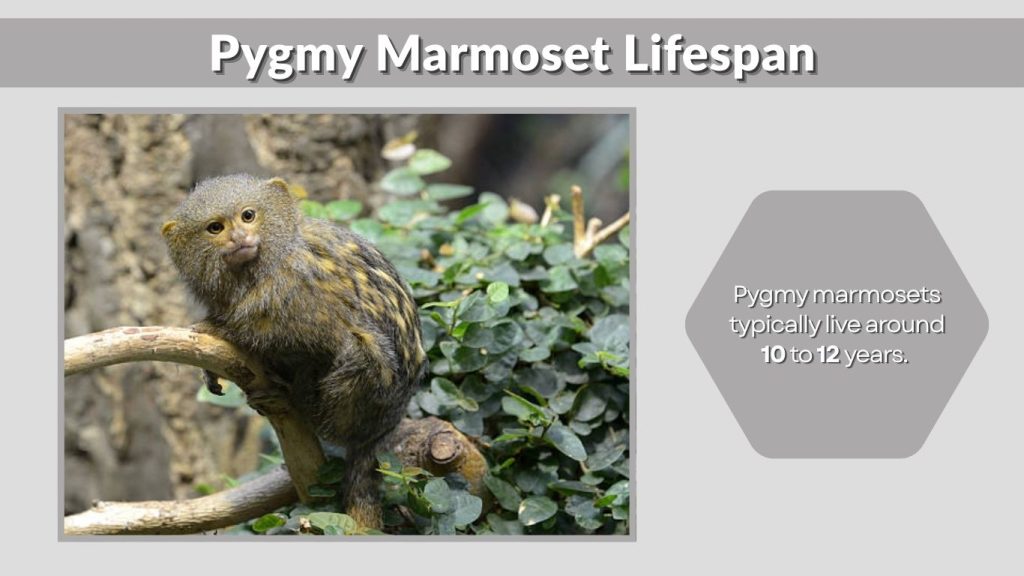 Pygmy Marmoset Lifespan