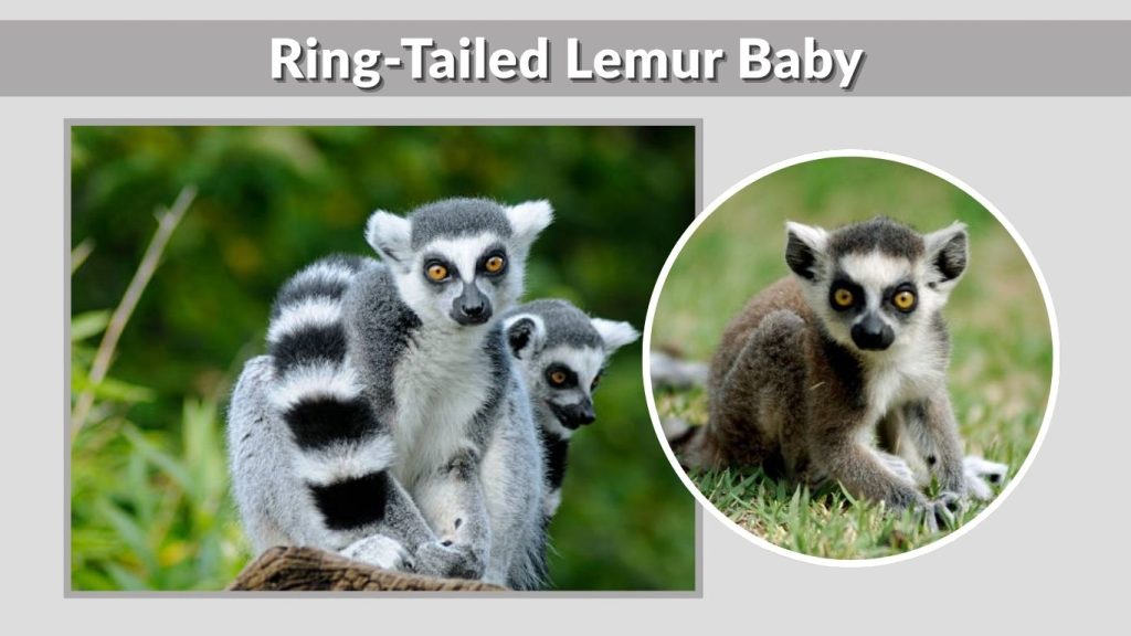 Ring-Tailed Lemur Baby