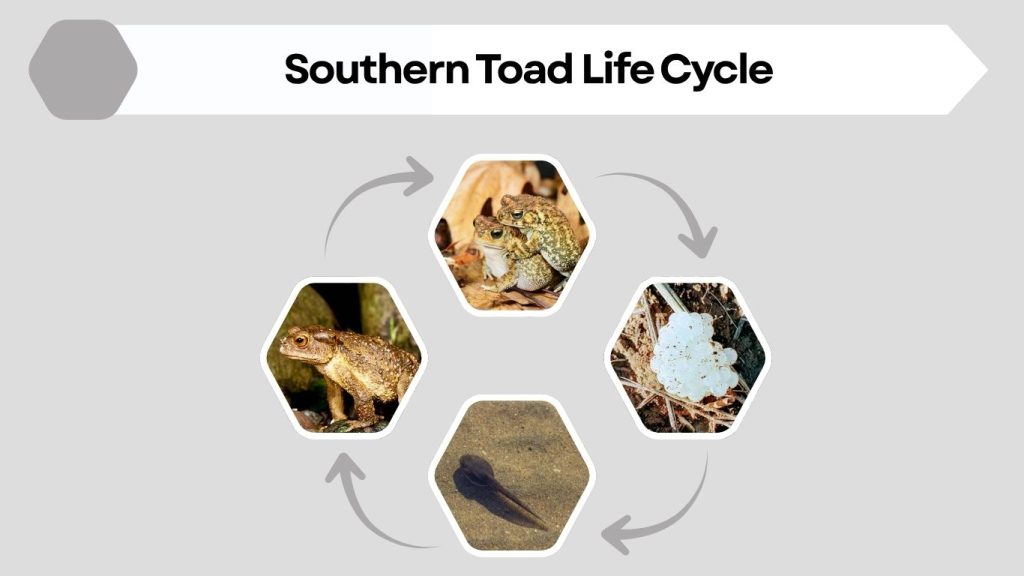 Southern Toad Life Cycle