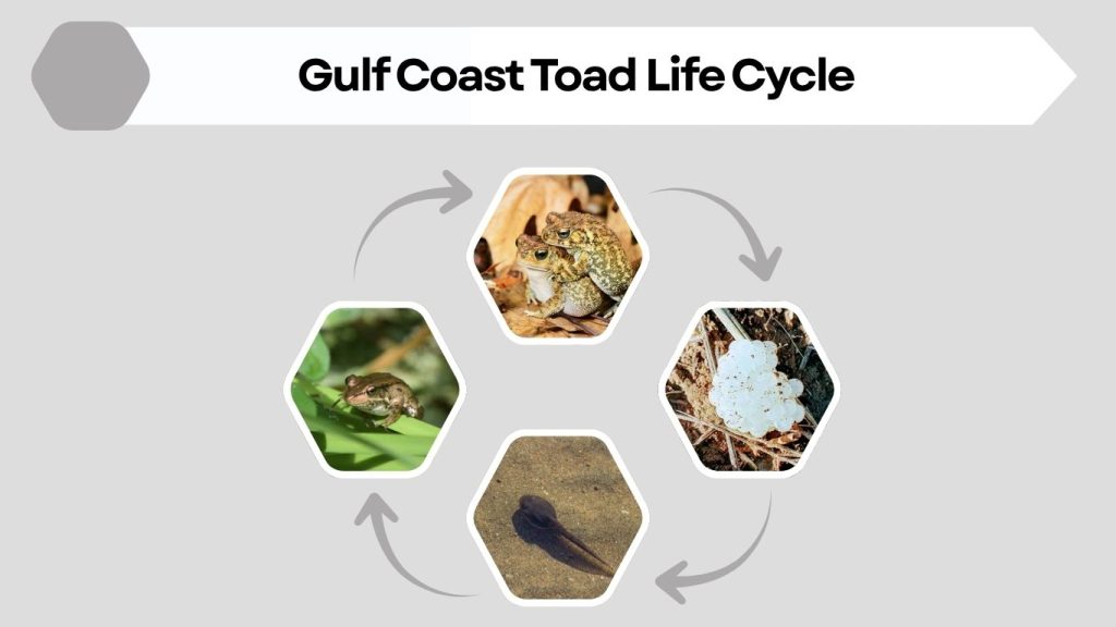 Gulf Coast Toad Life Cycle