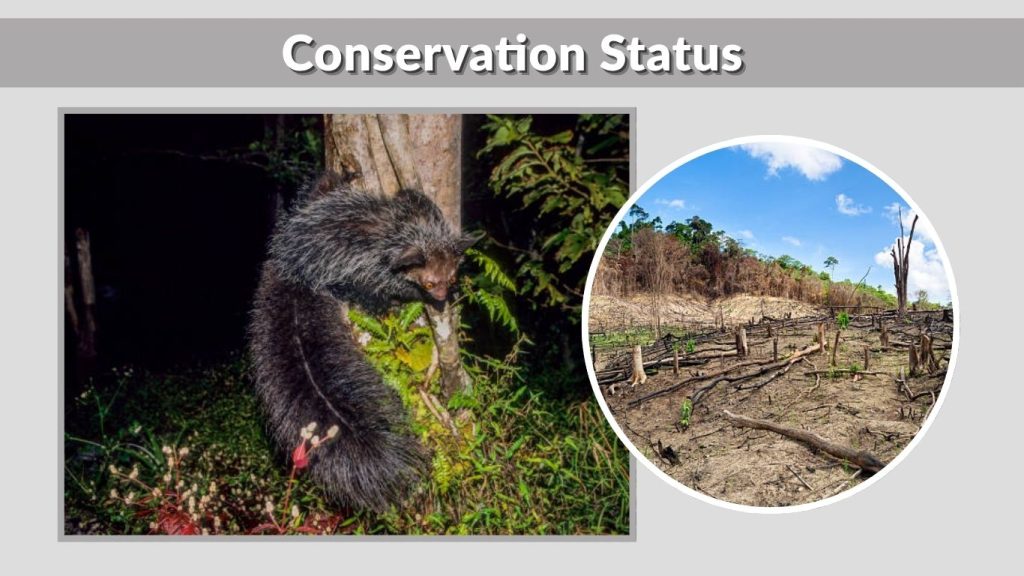 Conservation Status
