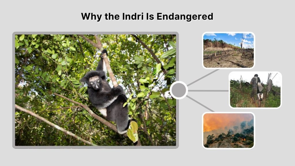 Why the Indri Is Endangered