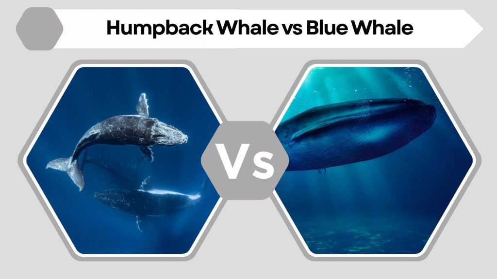 Humpback Whale vs Blue Whale