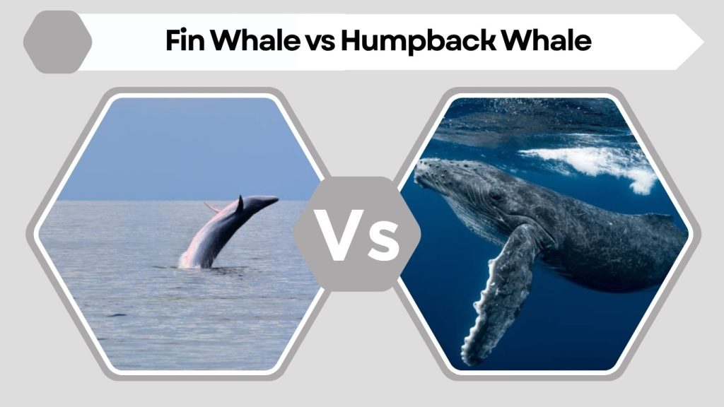 Fin Whale vs Humpback Whale