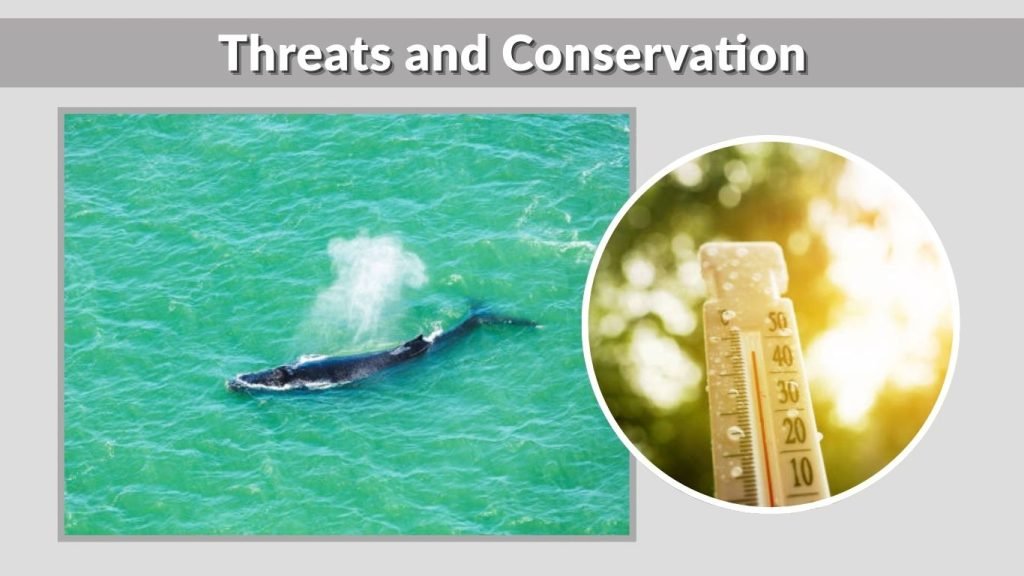 Threats and Conservation