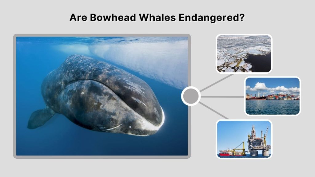 Are Bowhead Whales Endangered?