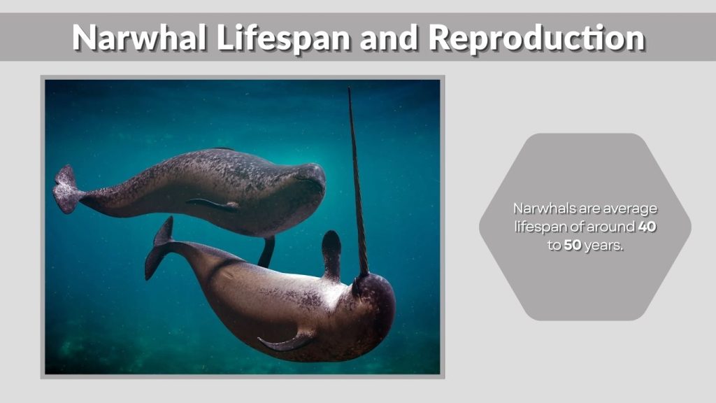 Narwhal Lifespan and Reproduction