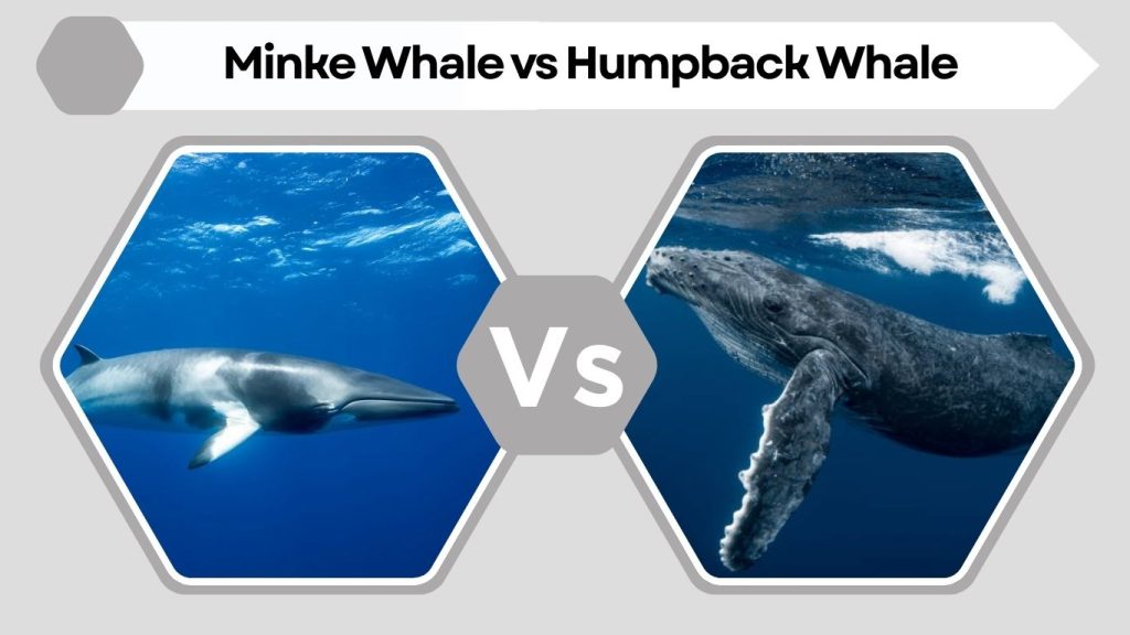Minke Whale vs Humpback Whale