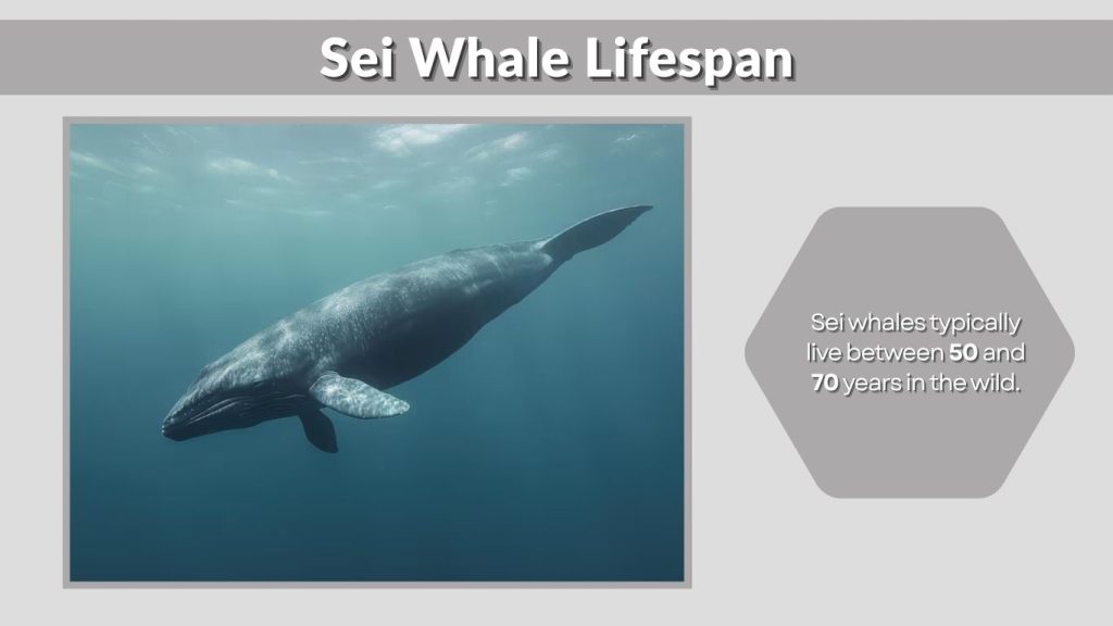 Sei Whale Lifespan