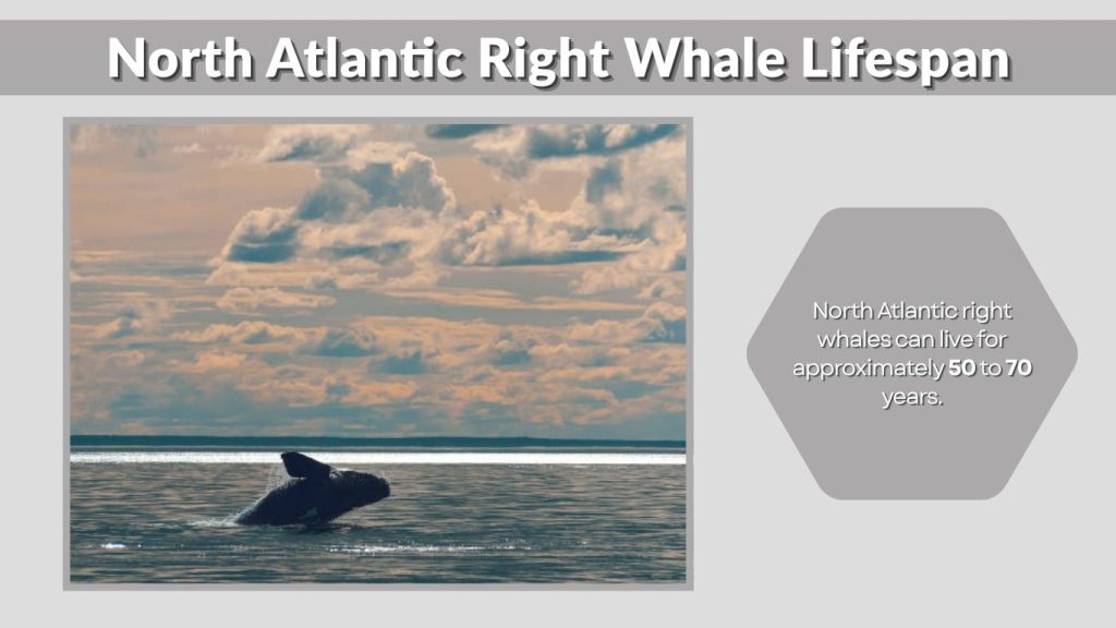 North Atlantic Right Whale Lifespan