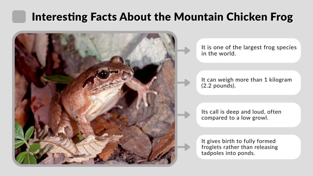 Interesting Facts About the Mountain Chicken Frog