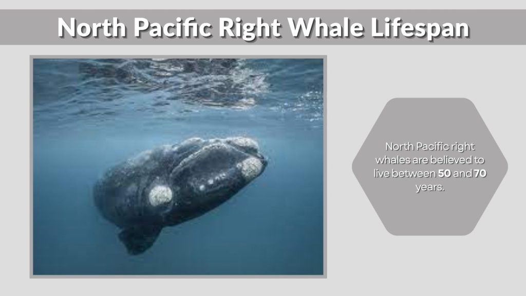 North Pacific Right Whale Lifespan