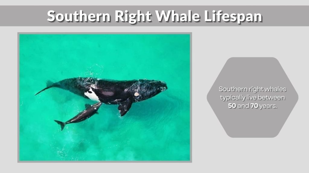 Southern Right Whale Lifespan
