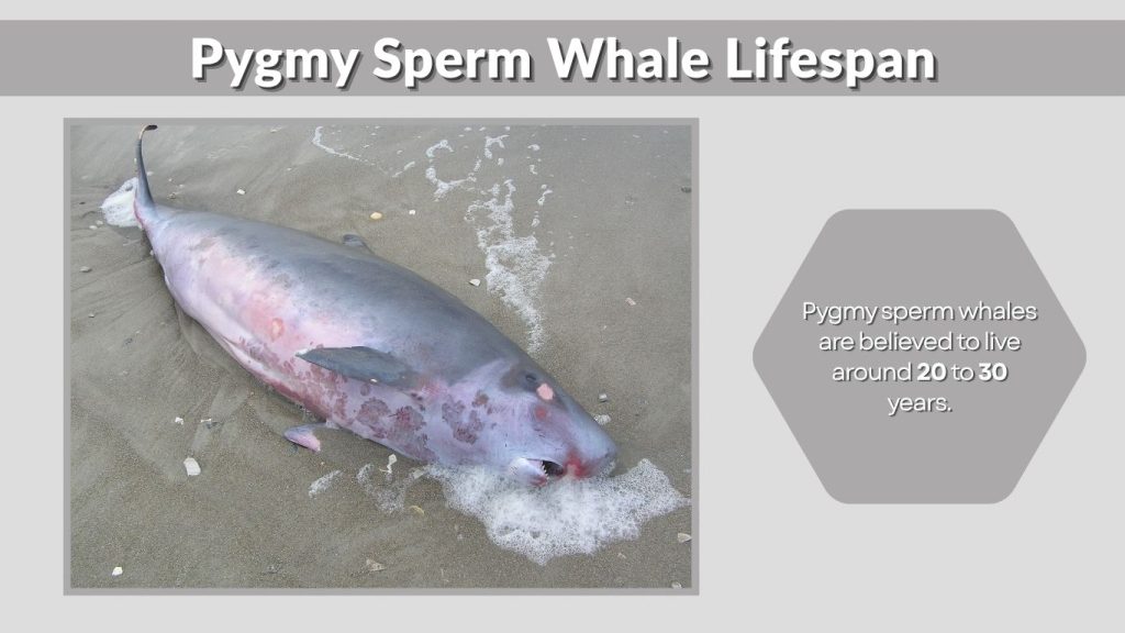 Pygmy Sperm Whale Lifespan
