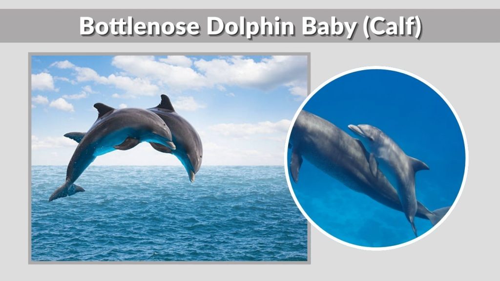 Bottlenose Dolphin Baby (Calf)