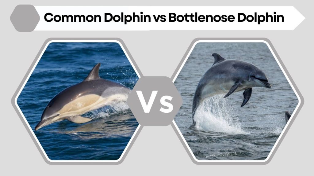 Common Dolphin vs Bottlenose Dolphin