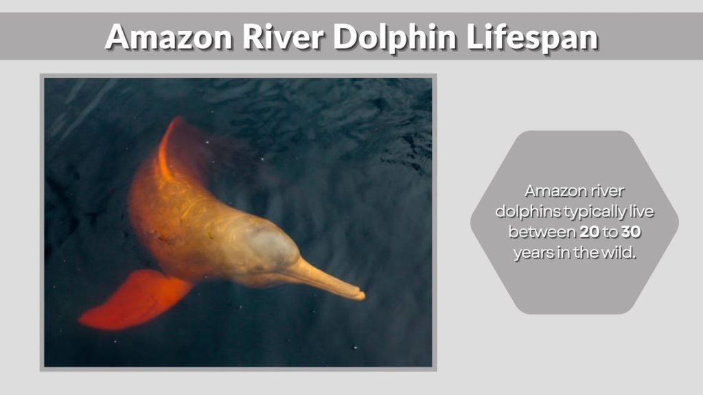 Amazon River Dolphin Lifespan