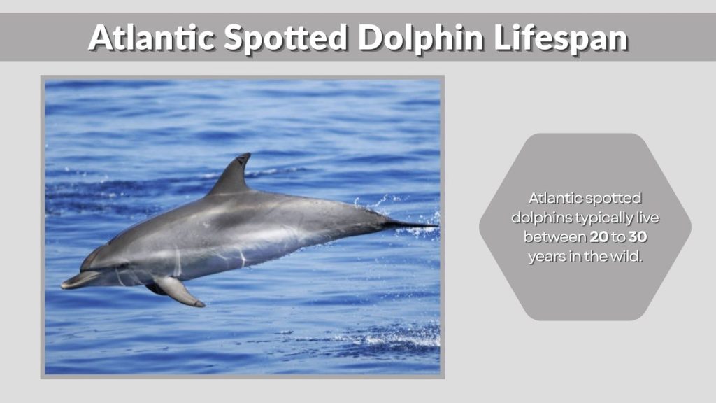 Atlantic Spotted Dolphin Lifespan